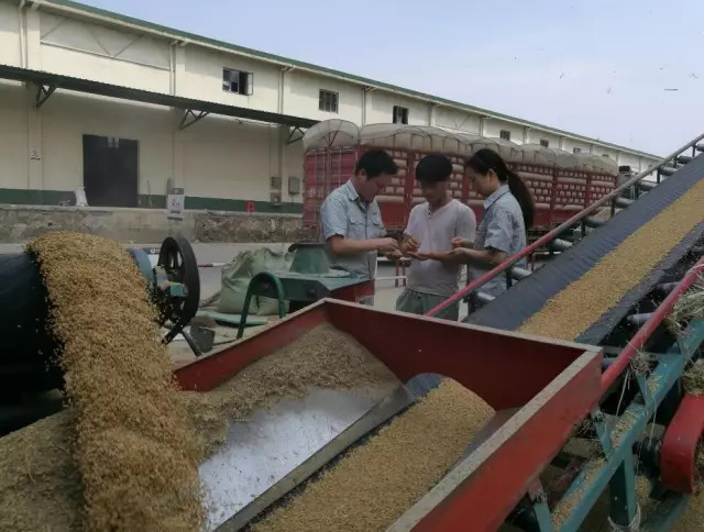 激活市場活力，促進優質優價 糧食收儲市場化改革的戰略意義與實踐路徑